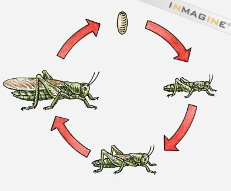 Life Cycle of a Grasshopper Complete Guide to Growth, Survival, and Ecological Importance (2026 Update)