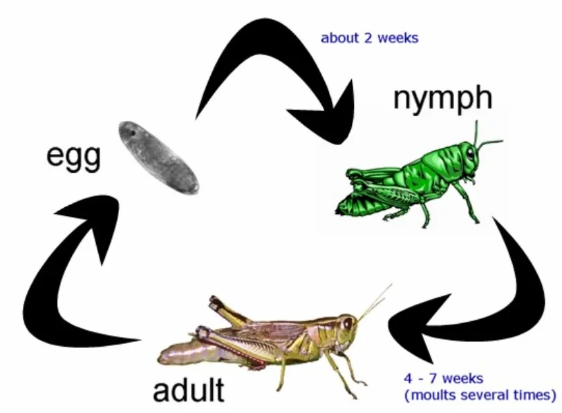 Life Cycle of a Grasshopper Complete Guide to Growth, Survival, and Ecological Importance (2026 Update)