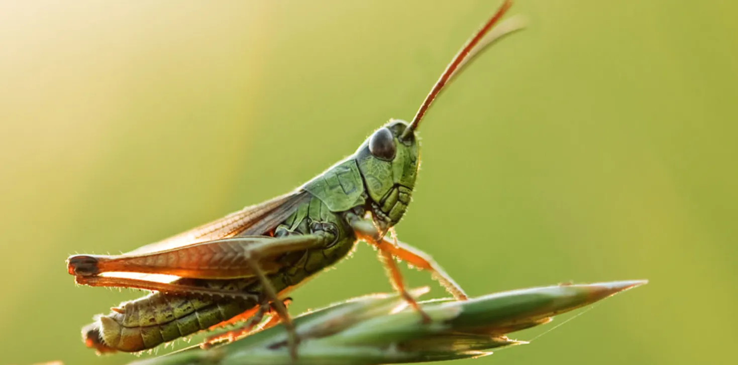 Life Cycle of a Grasshopper Complete Guide to Growth, Survival, and Ecological Importance (2026 Update)