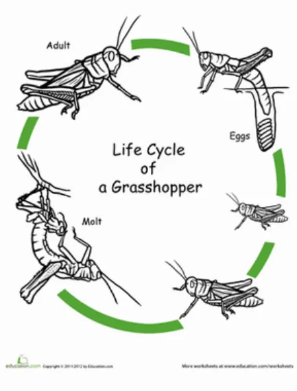 Life Cycle of a Grasshopper Complete Guide to Growth, Survival, and Ecological Importance (2026 Update)