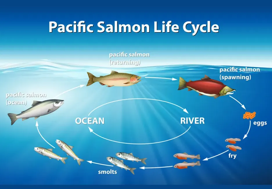 Life Cycle of a Salmon: From Freshwater Birth to Ocean Journey and Back