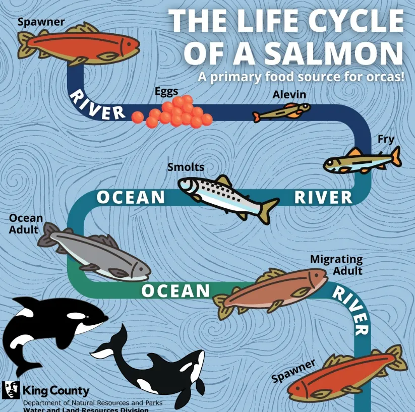 Life Cycle of a Salmon From Freshwater Birth to Ocean Journey and Back
