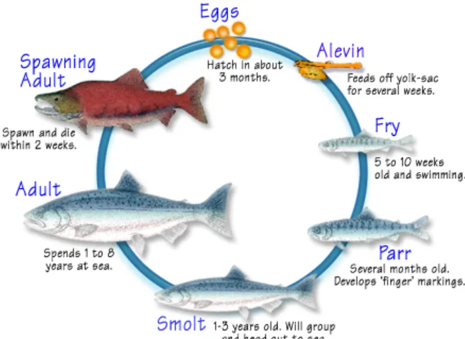 Life Cycle of a Salmon From Freshwater Birth to Ocean Journey and Back