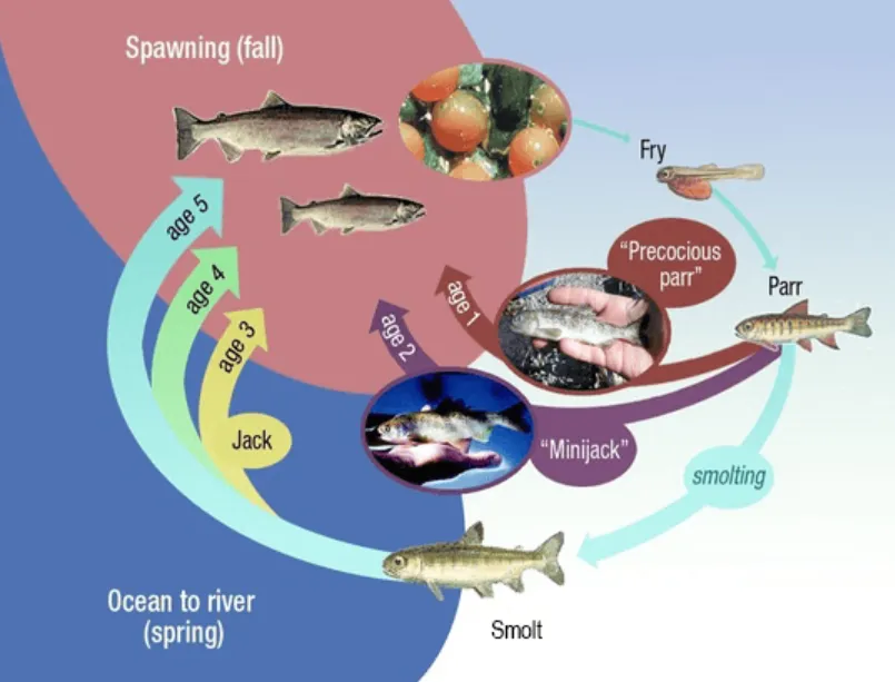 Life Cycle of a Salmon From Freshwater Birth to Ocean Journey and Back