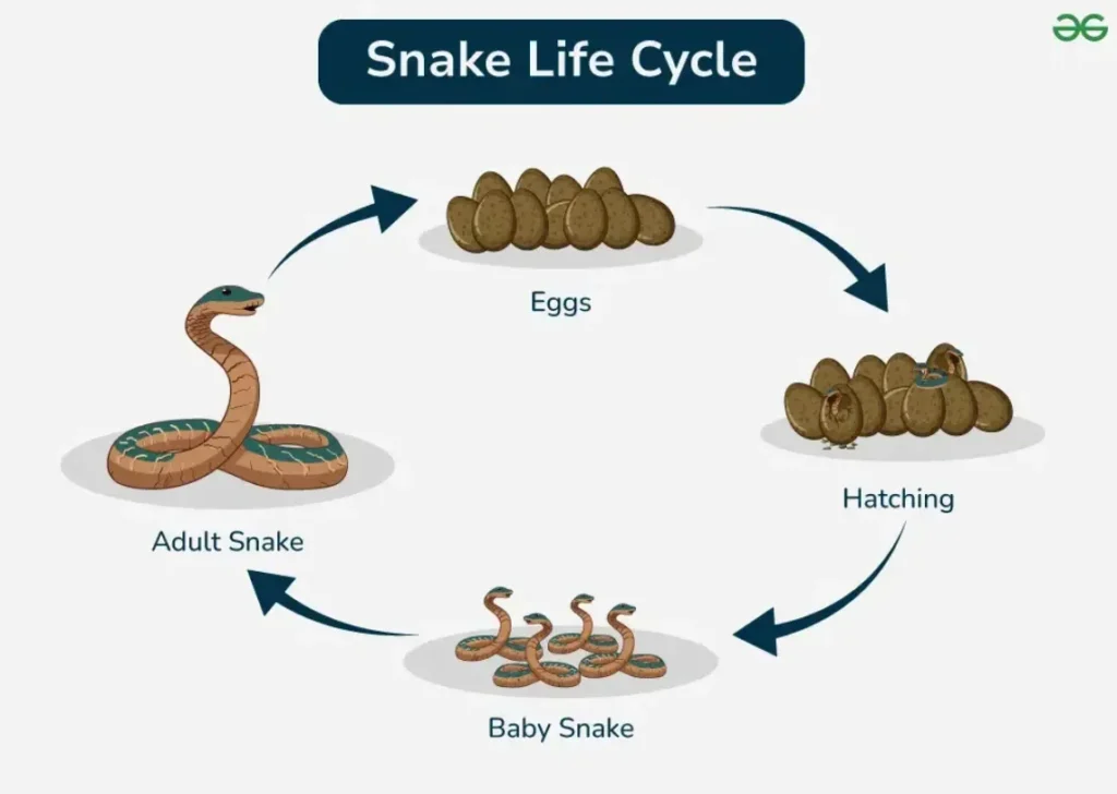 Life Cycle of a Snake Complete Guide to Growth, Survival, and Ecosystem Role (2026 Edition)