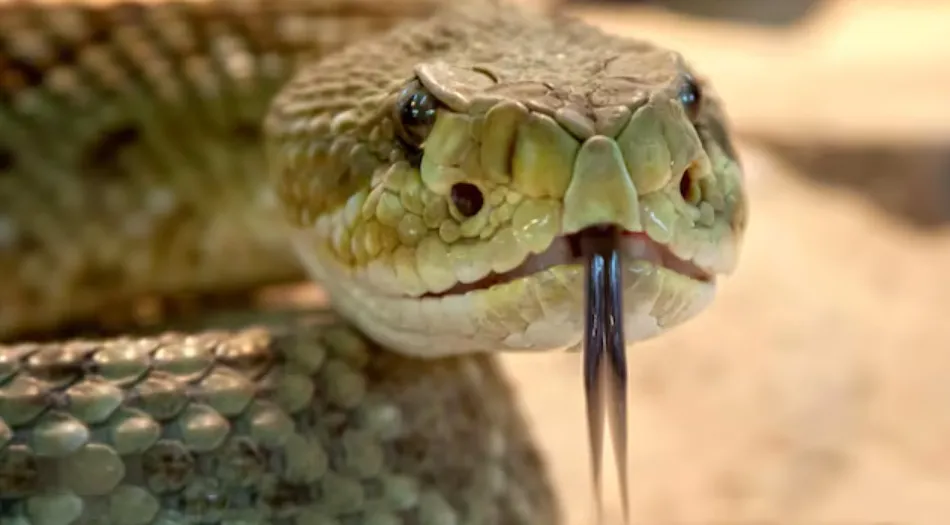 Life Cycle of a Snake: Complete Guide to Growth, Survival, and Ecosystem Role (2026 Edition)