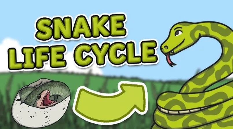 Life Cycle of a Snake Complete Guide to Growth, Survival, and Ecosystem Role (2026 Edition)