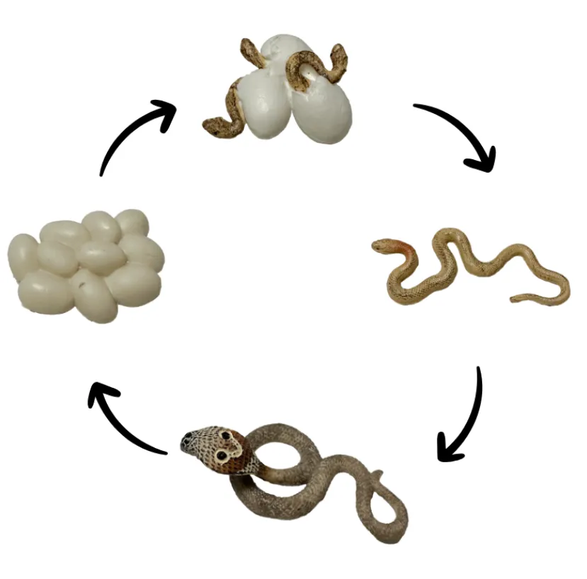 Life Cycle of a Snake Complete Guide to Growth, Survival, and Ecosystem Role (2026 Edition)