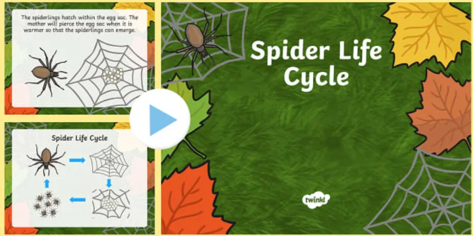 Life Cycle of a Spider Complete Guide from Birth to Survival in Nature