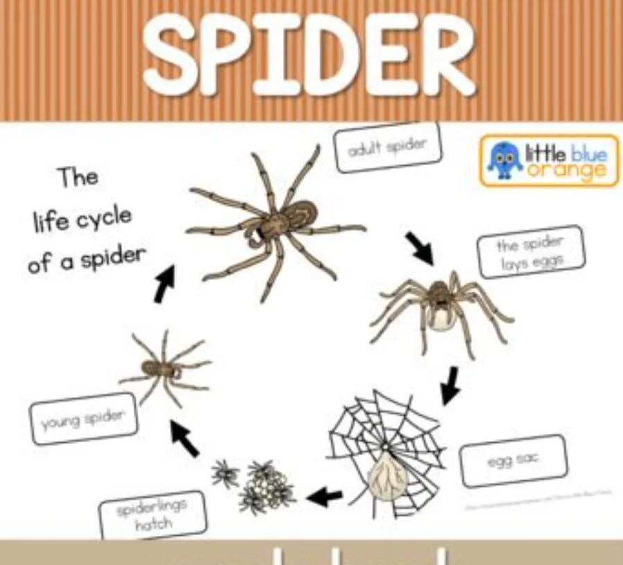 Life Cycle of a Spider Complete Guide from Birth to Survival in Nature
