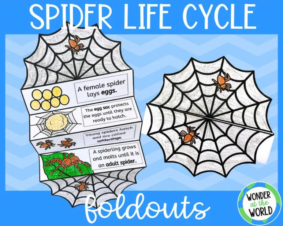 Life Cycle of a Spider Complete Guide from Birth to Survival in Nature