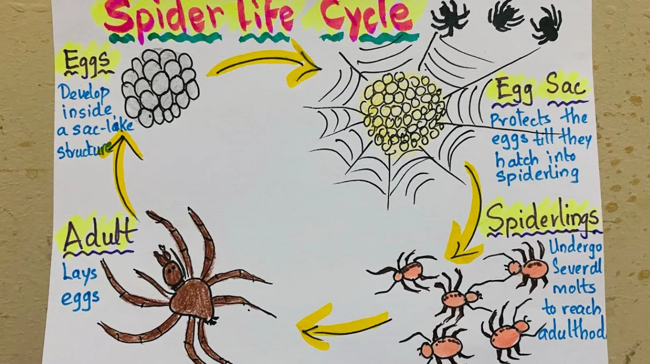 Life Cycle of a Spider: Complete Guide from Birth to Survival in Nature