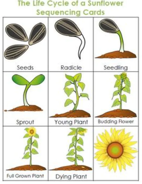 Life Cycle of a Sunflower Complete Growth Stages, Survival, and Ecological Importance