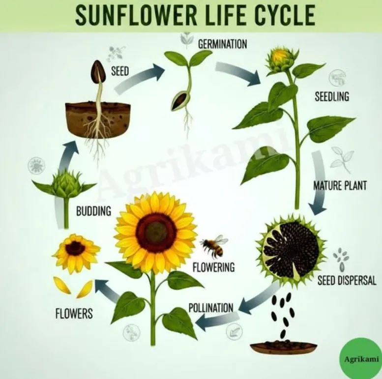 Life Cycle of a Sunflower Complete Growth Stages, Survival, and Ecological Importance
