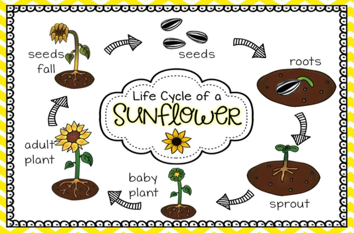 Life Cycle of a Sunflower: Complete Growth Stages, Survival, and Ecological Importance