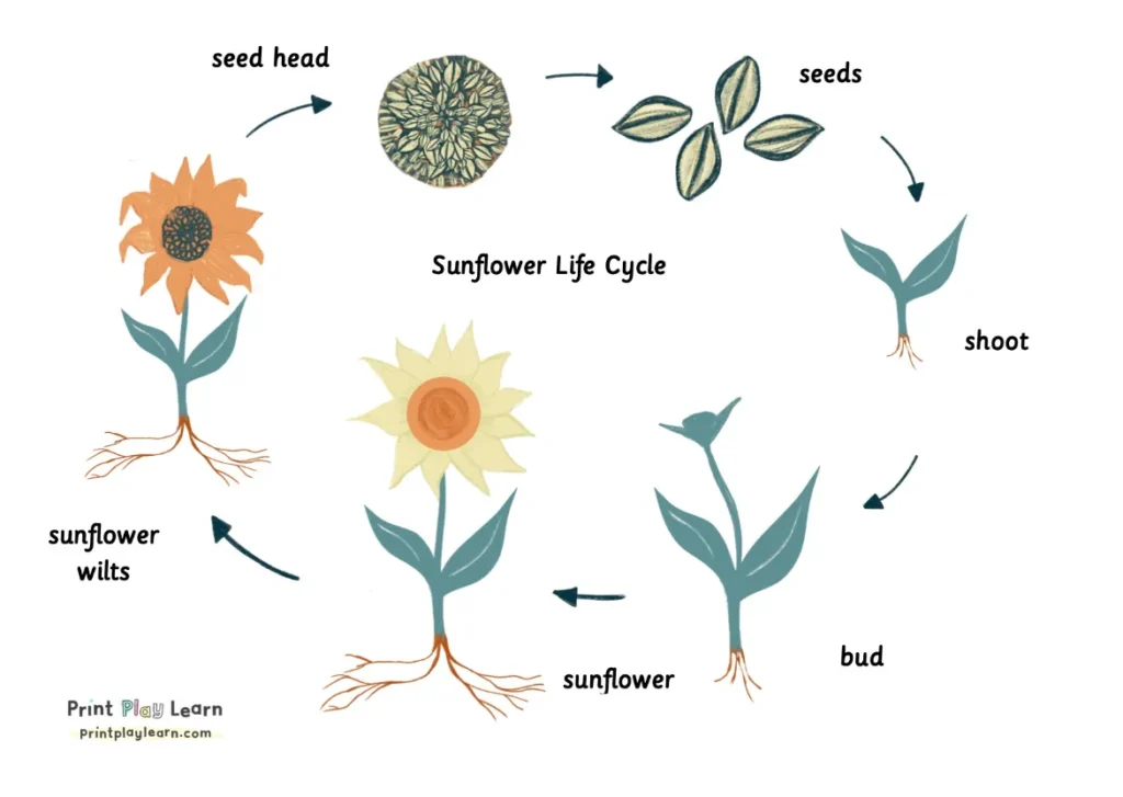 Life Cycle of a Sunflower Complete Growth Stages, Survival, and Ecological Importance