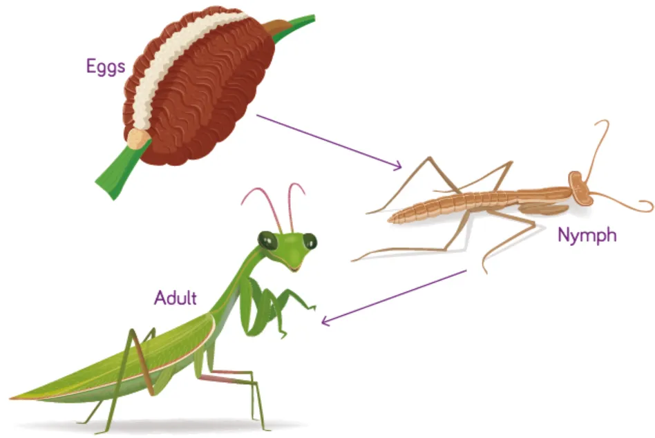 Praying Mantis Life Cycle Evolution, Reproduction, and Their Role in Nature