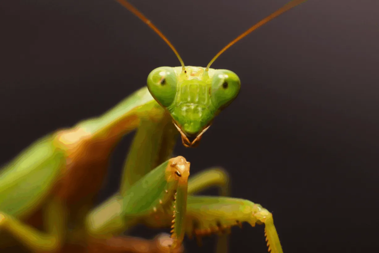 Praying Mantis Life Cycle: Evolution, Reproduction, and Their Role in Nature