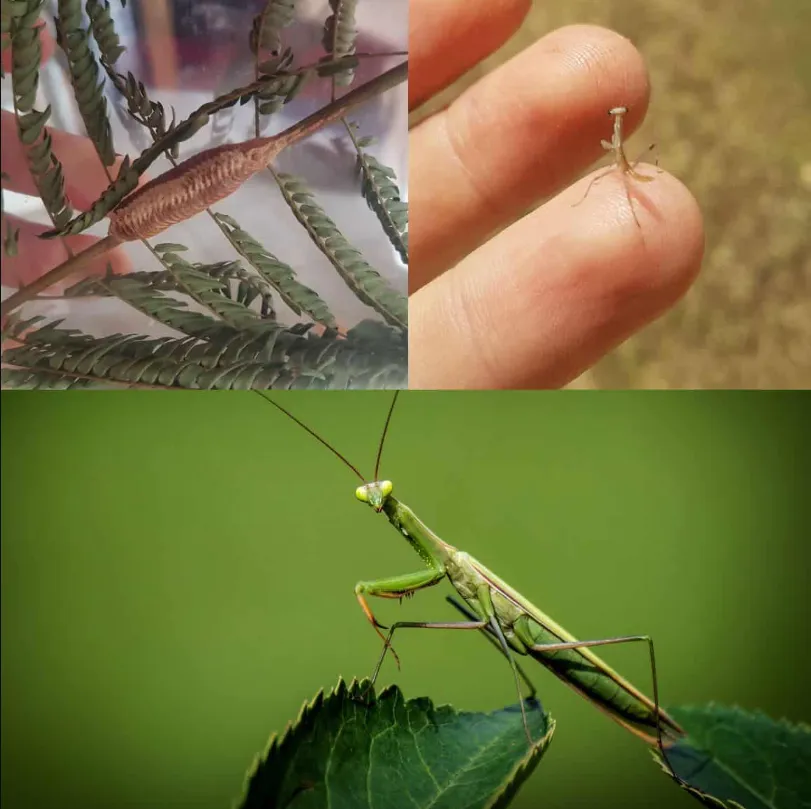 Praying Mantis Life Cycle Evolution, Reproduction, and Their Role in Nature