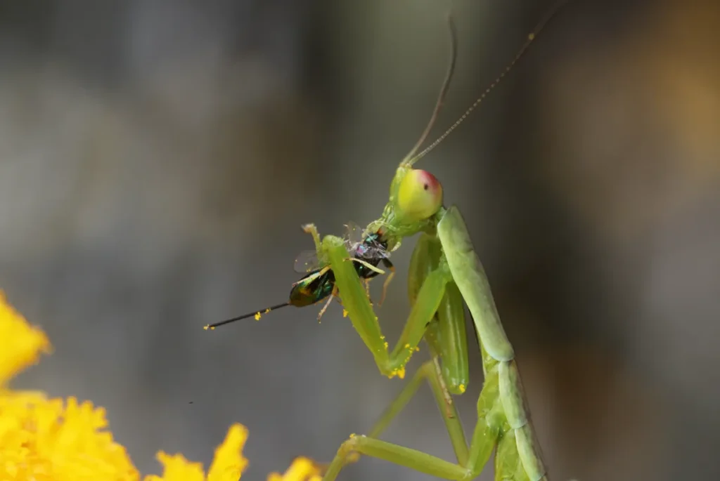 Praying Mantis Life Cycle Evolution, Reproduction, and Their Role in Nature