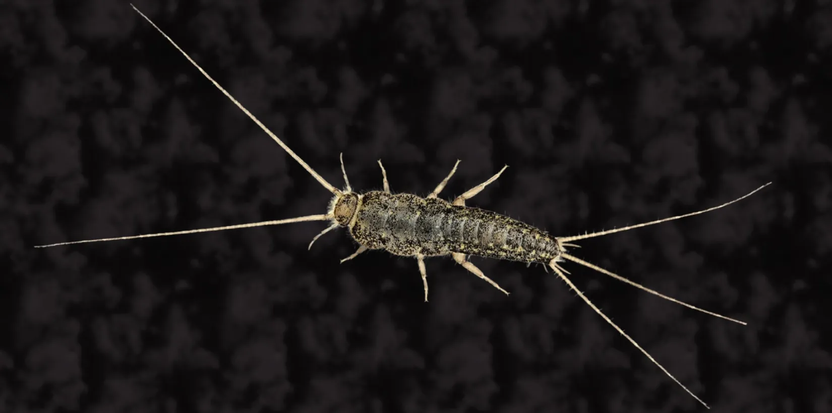 Silverfish Life Cycle Complete Guide to Their Origin, Survival, and Role in Nature