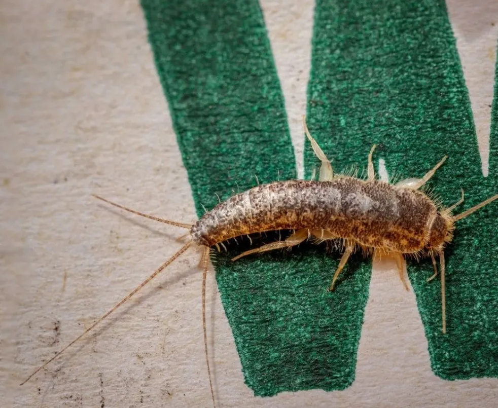 Silverfish Life Cycle Complete Guide to Their Origin, Survival, and Role in Nature