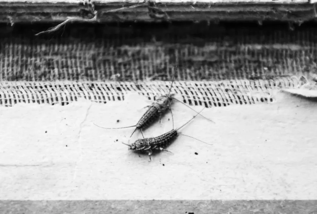 Silverfish Life Cycle Complete Guide to Their Origin, Survival, and Role in Nature