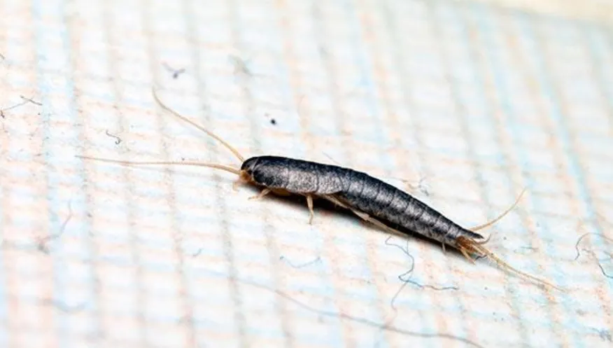Silverfish Life Cycle Complete Guide to Their Origin, Survival, and Role in Nature
