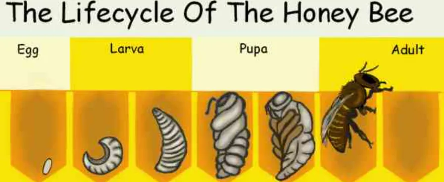 The Complete Life Cycle of a Bee Stages, Survival, and Ecological Importance
