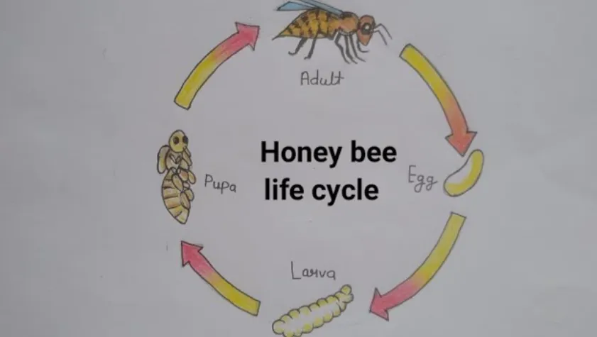 The Complete Life Cycle of a Bee Stages, Survival, and Ecological Importance