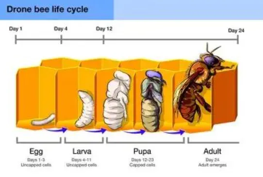 The Complete Life Cycle of a Bee Stages, Survival, and Ecological Importance