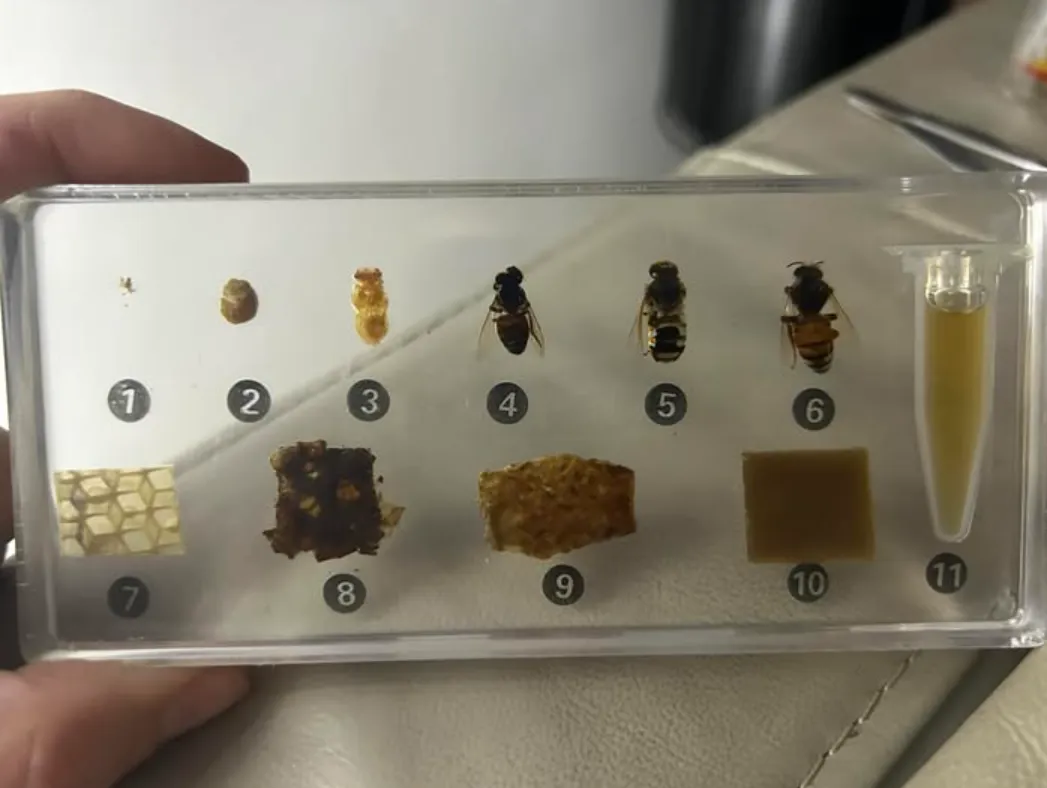 The Complete Life Cycle of a Bee Stages, Survival, and Ecological Importance