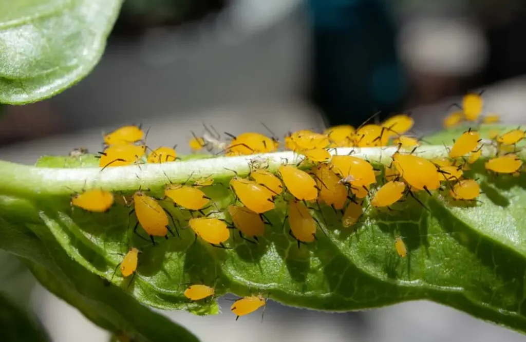 Aphids Life Cycle