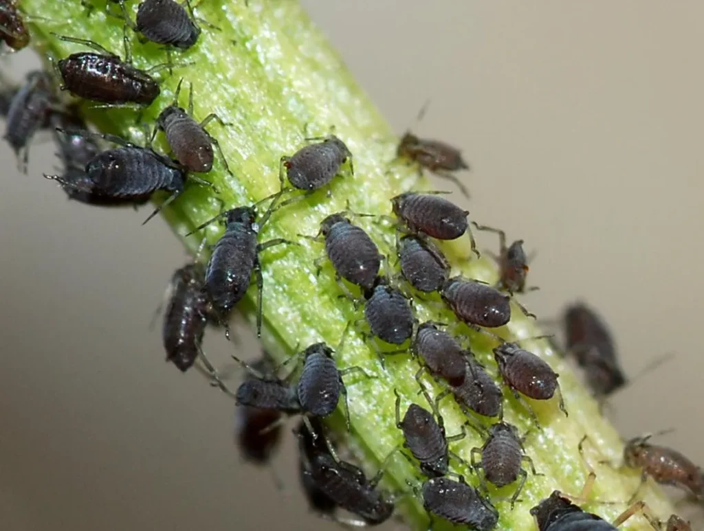 Aphids Life Cycle