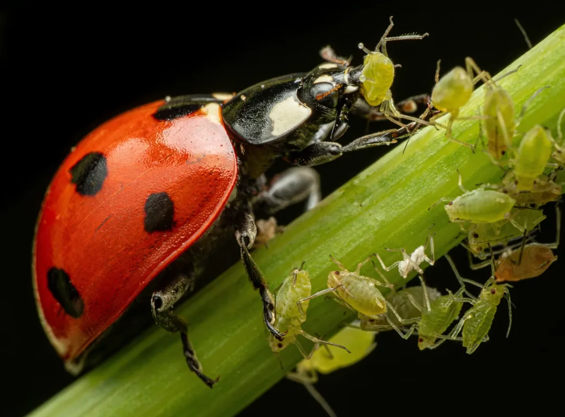 Aphids Life Cycle Explained: Complete Guide to Growth, Reproduction, and Survival