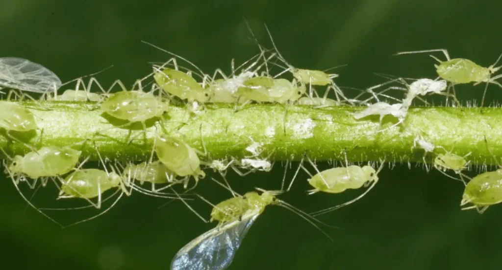 Aphids Life Cycle
