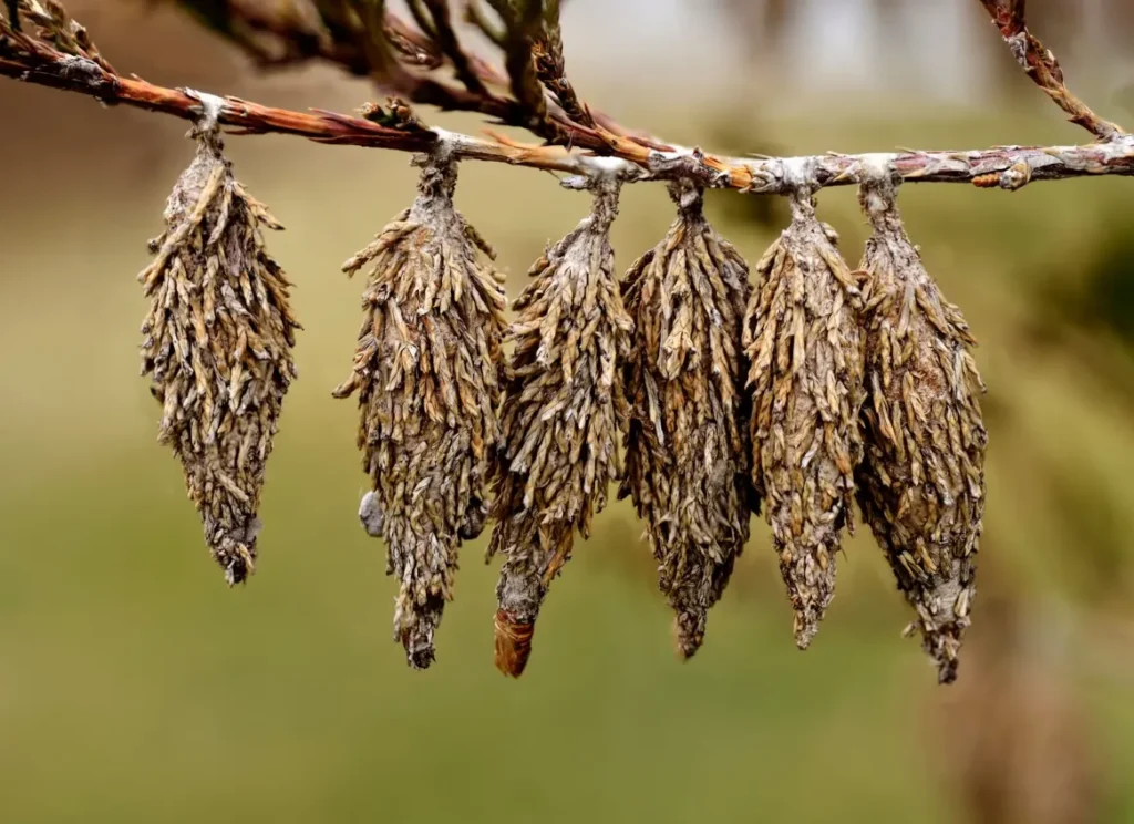Bagworm Life Cycle