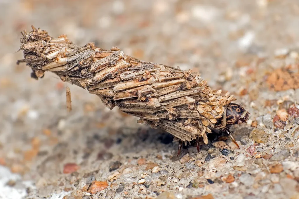 Bagworm Life Cycle