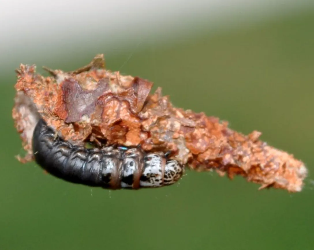 Bagworm Life Cycle Explained: Complete Guide to Bagworm Moth Growth, Control & Ecosystem Role