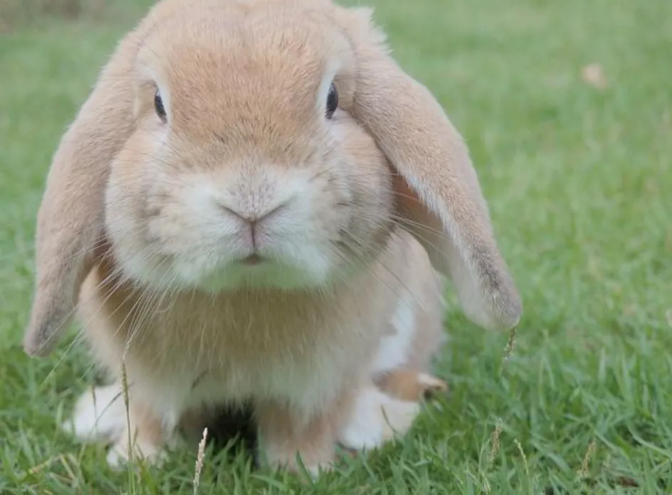 Bunny Life Cycle Explained: Complete Growth Stages, Reproduction, and Survival Secrets