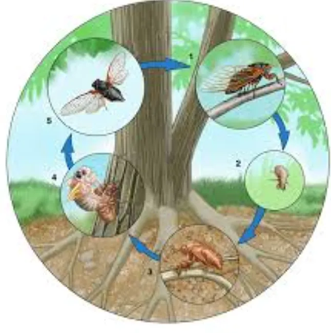 Cicada Life Cycle Explained Secrets of Nature’s Loudest Survivor (Complete Guide 2026)