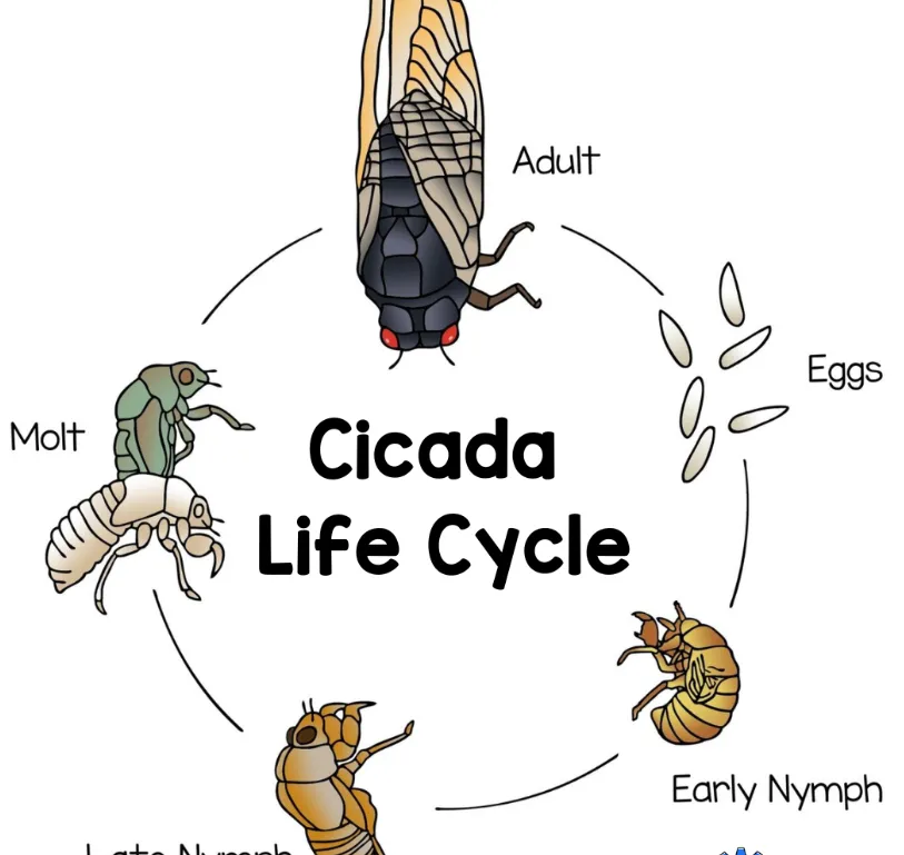 Cicada Life Cycle Explained: Secrets of Nature’s Loudest Survivor (Complete Guide 2026)
