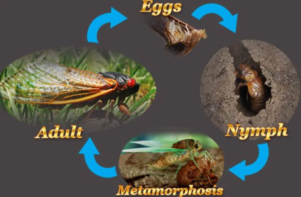 Cicada Life Cycle Explained Secrets of Nature’s Loudest Survivor (Complete Guide 2026)