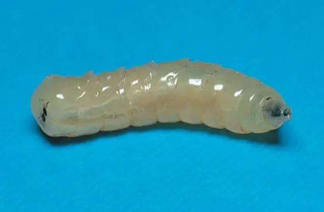 House Fly Life Cycle