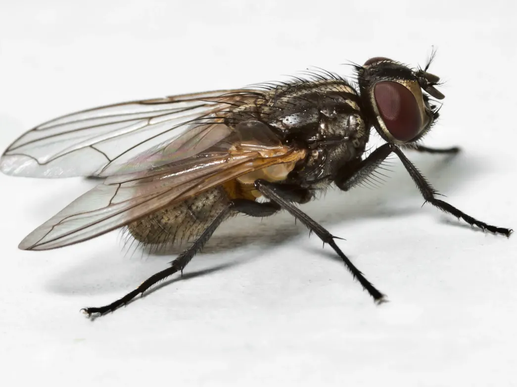 House Fly Life Cycle