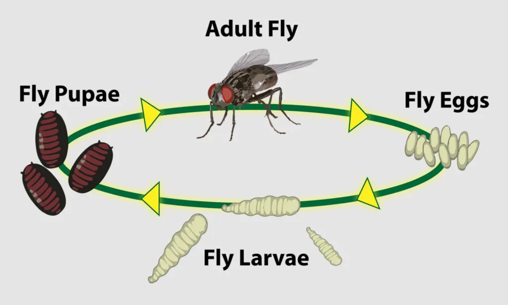 House Fly Life Cycle