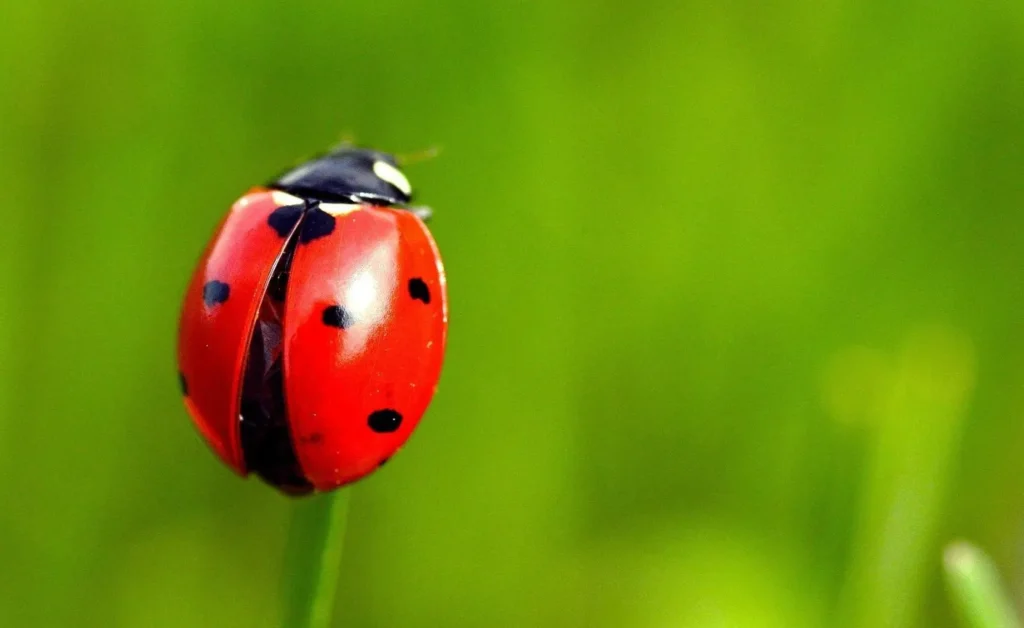Ladybug Life Cycle