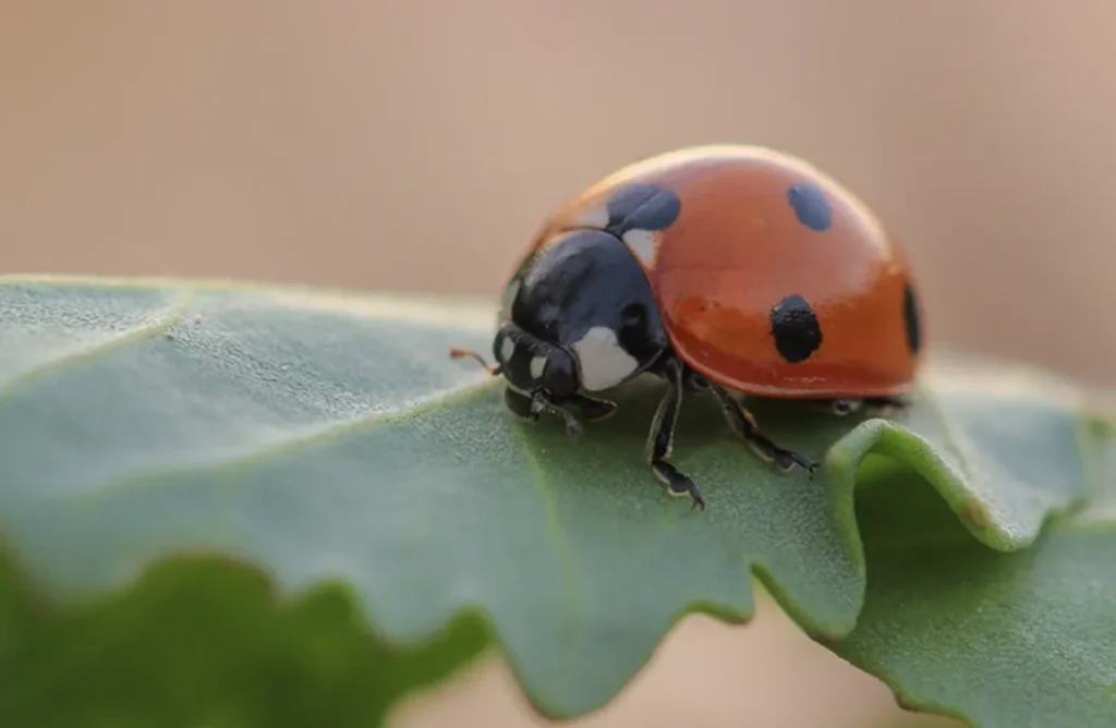 Ladybug Life Cycle