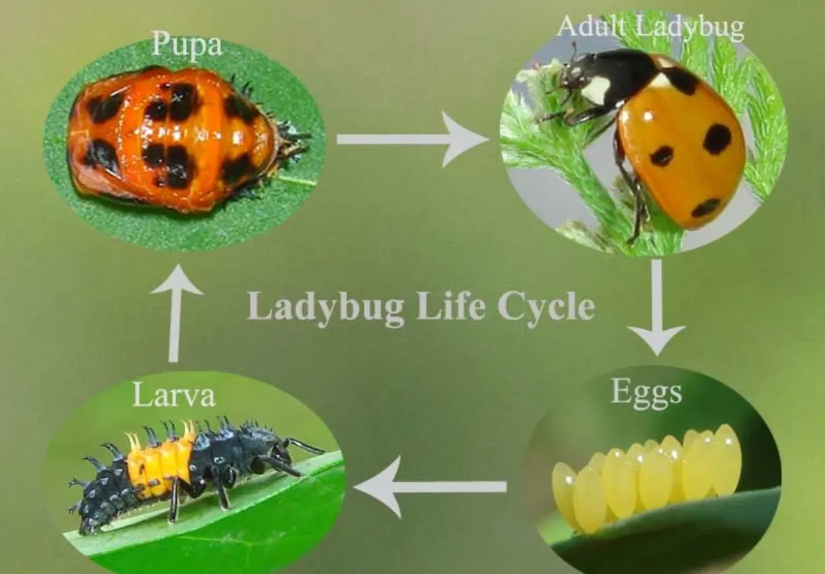 The Complete Guide to the Ladybug Life Cycle: Everything You Need to Know