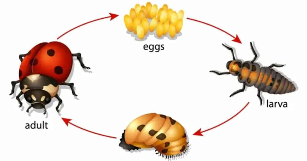 Ladybug Life Cycle